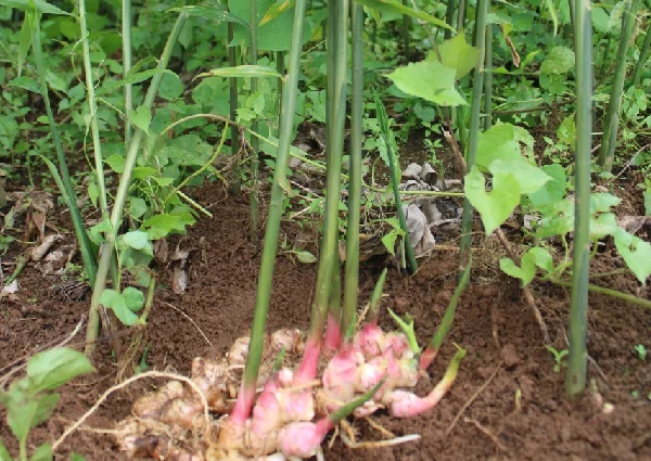 Supporting Assam’s Indigenous Families Through Ethical Sourcing